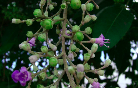 Legundi (Vitex trifolia, Vitex negundo, Vitex rotundifolia) / wikipedia