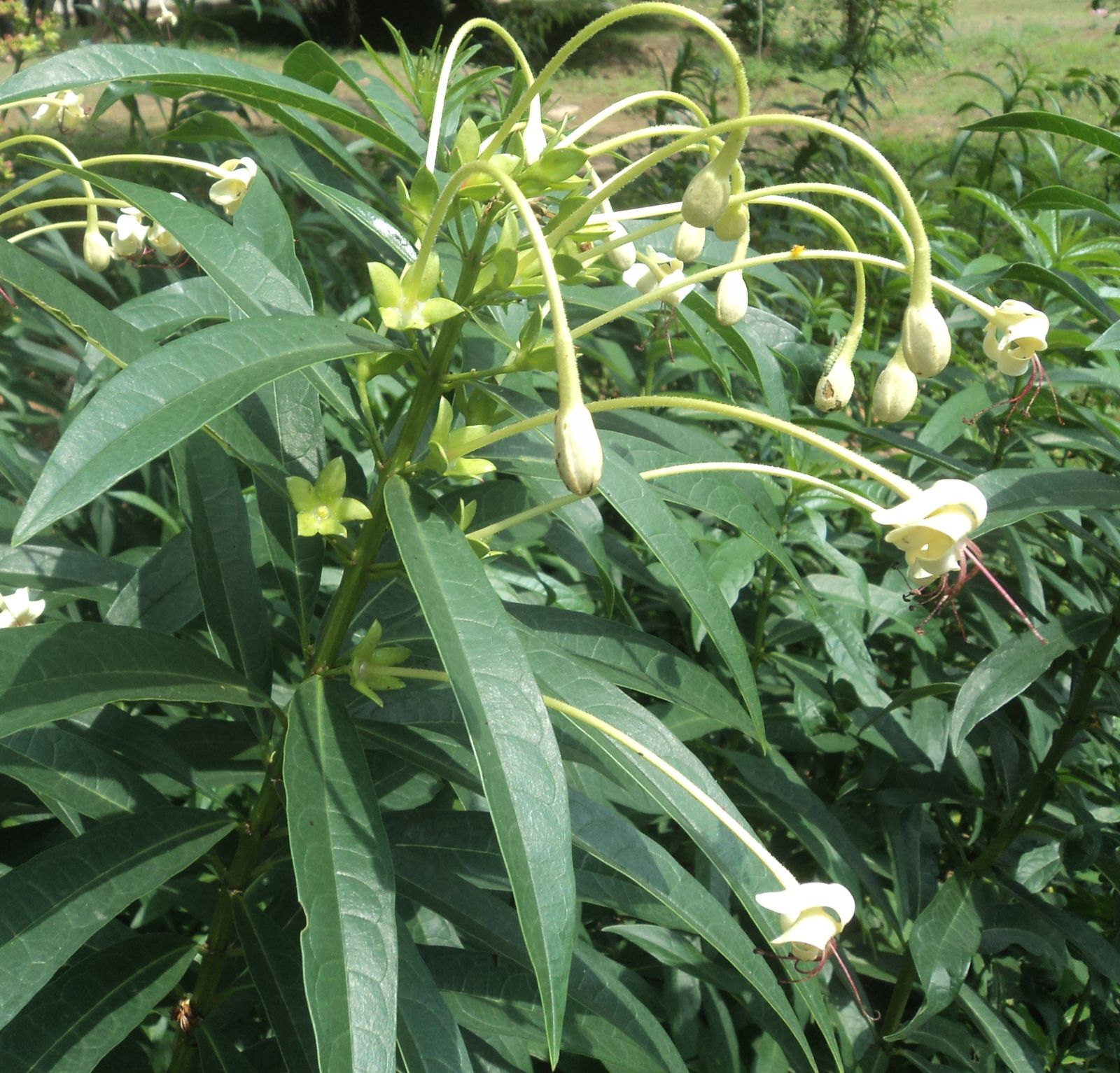 Genje (Clerodendron indicum [L.] O. Ktje.) / Credit: https://powo.science.kew.org/taxon/urn:lsid:ipni.org:names:862153-1