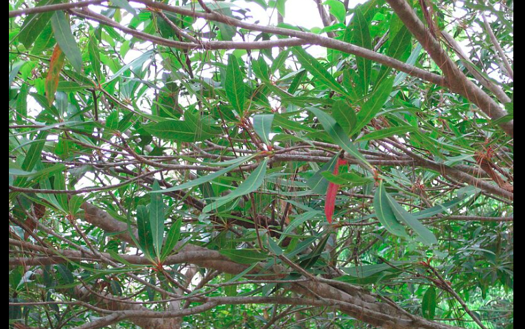 Anyang Anyang (Elaeocarpus grandiflorus J.Sm,) / wikipedia
