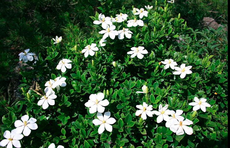 Kacapiring (Gardenia augusta) / wikipedia