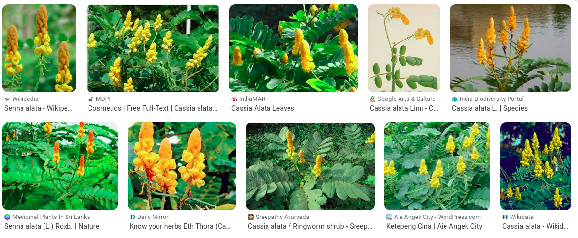 Ketepeng Cina (Cassia alata, Linn.) / foto dari berbagai sumber google