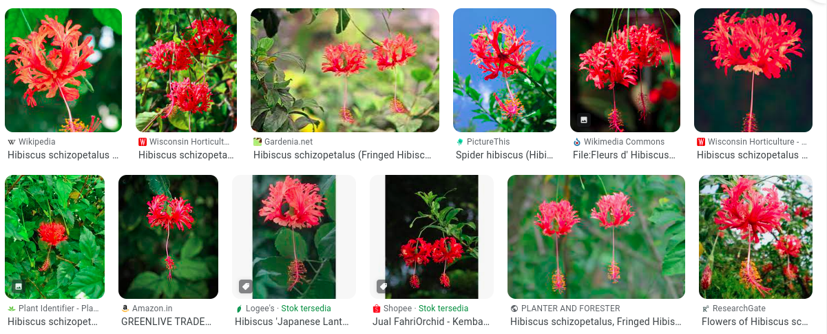 Kembang Sepatu Sungsang (Hibiscus schizopetalus) /Credit Google and images owner