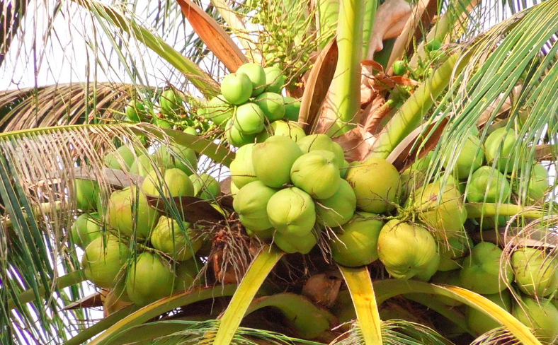 Kelapa / Credit https://en.wikipedia.org/wiki/Coconut